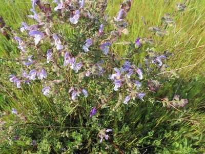 Salvia africana, photographed by linkie