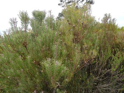 Leucadendron galpinii, photographed by Shaun Swanepoel
