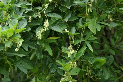 Dioscorea pentaphylla, photographed by Dinesh Valke
