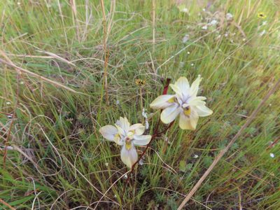 Moraea gawleri, photographed by linkie