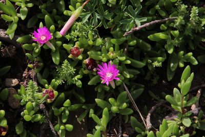 Delosperma lavisiae, photographed by Tony Rebelo