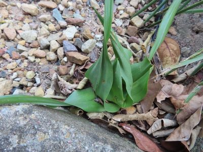Colchicum eucomoides, photographed by linkie