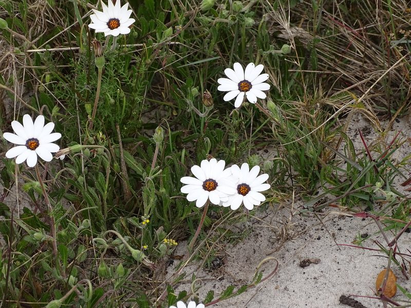 Dimorphotheca pluvialis, photographed by Shaun Swanepoel