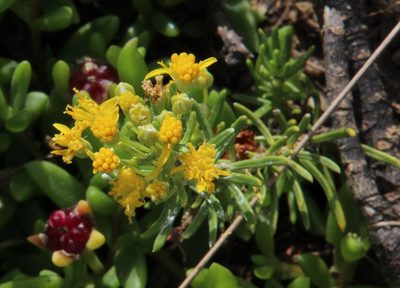 Euryops floribundus, photographed by Tony Rebelo