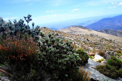 Leucadendron album, photographed by Di Turner