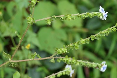 Adelocaryum coelestinum