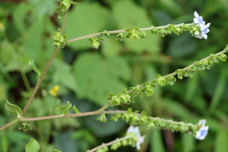 Adelocaryum coelestinum, photographed by Dinesh Valke
