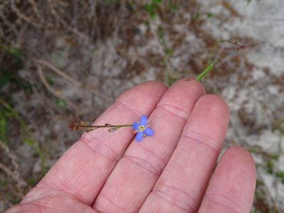 Heliophila adpressa, photographed by Shaun Swanepoel