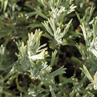 Artemisia bigelovii, photographed by Dominic Gentilcore