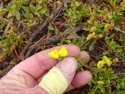 Hermannia saccifera, photographed by Shaun Swanepoel
