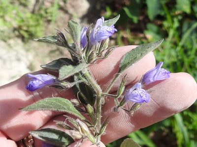 Hygrophila corymbosa, photographed by Sam Kieschnick