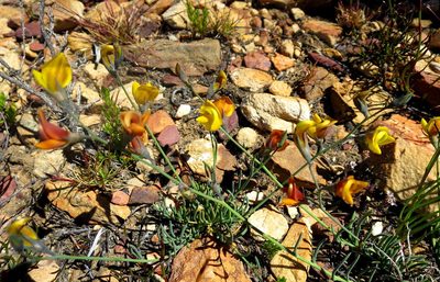 Lebeckia pauciflora, photographed by Di Turner