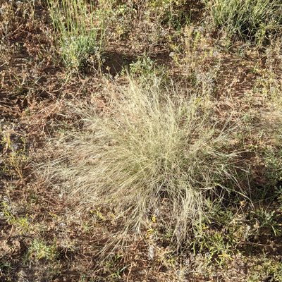 Aristida purpurea, photographed by Dominic Gentilcore