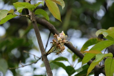 Hiptage benghalensis, photographed by Dinesh Valke