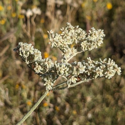 Eriogonum annuum, photographed by Dominic Gentilcore