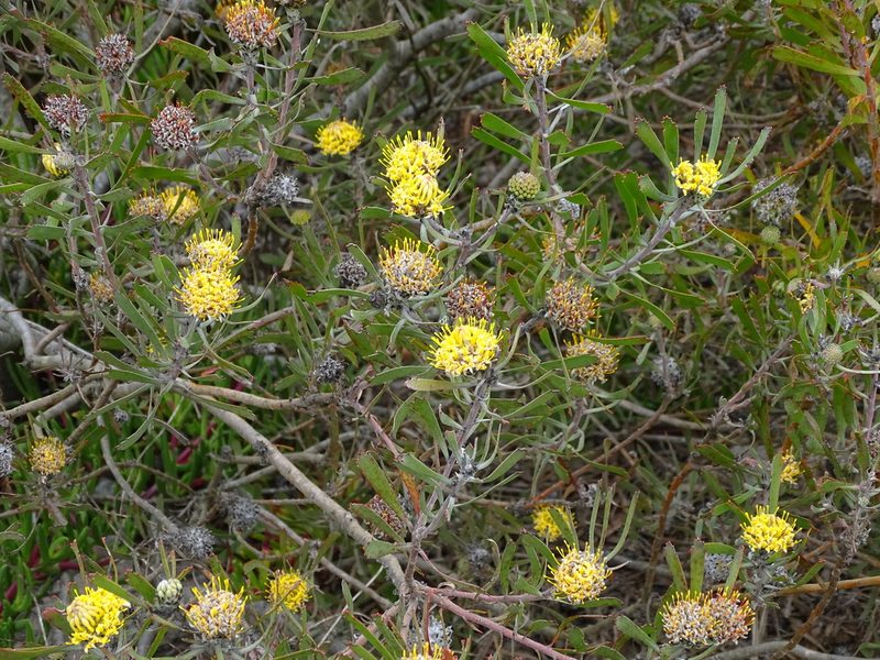 Leucospermum muirii, photographed by Shaun Swanepoel