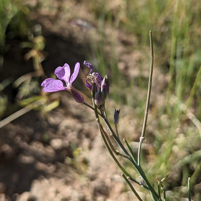 Hesperidanthus linearifolius, photographed by Dominic Gentilcore