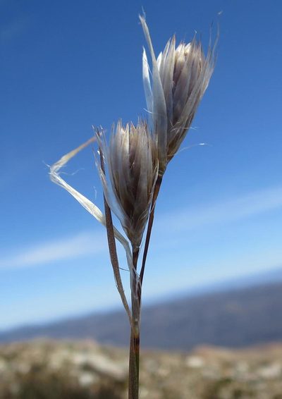 Thamnochortus papyraceus, photographed by Di Turner