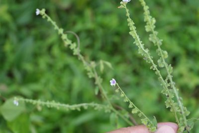 Cynoglossum zeylanicum, photographed by Dinesh Valke