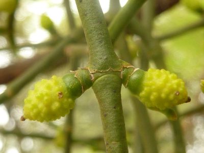 Viscum verrucosum, photographed by M Kriek