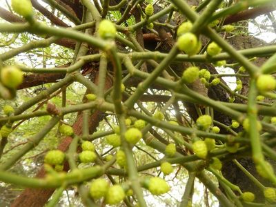 Viscum verrucosum, photographed by M Kriek