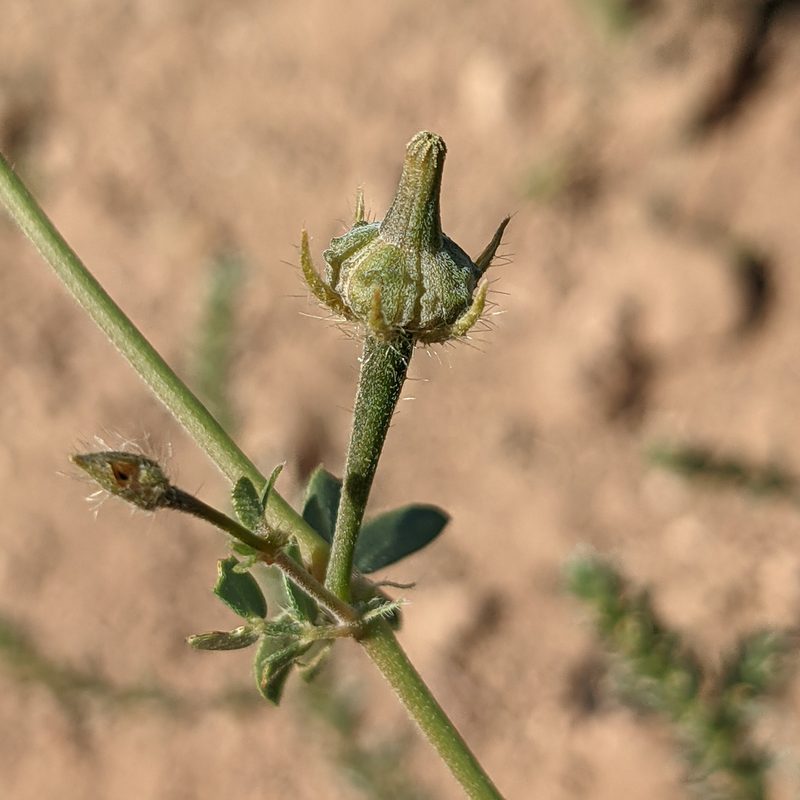Kallstroemia parviflora, photographed by Dominic Gentilcore