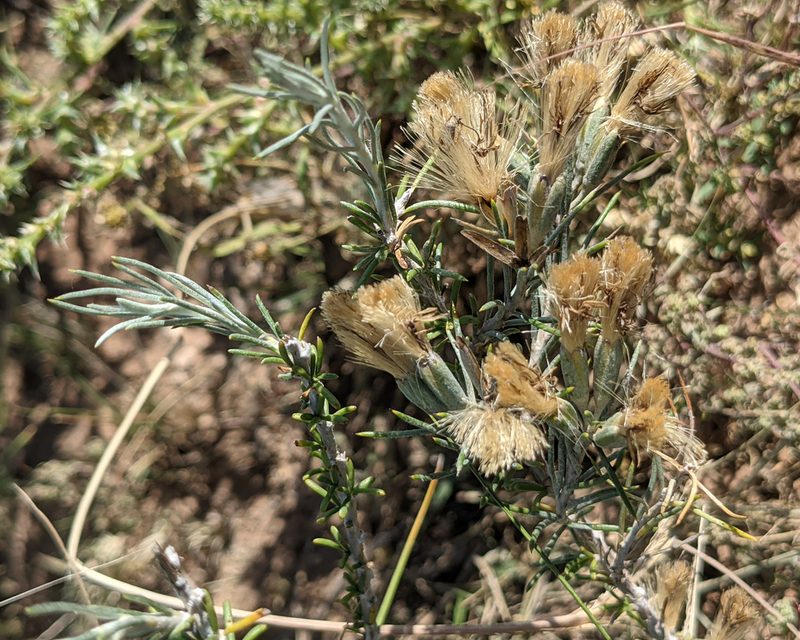 Tetradymia filifolia, photographed by Dominic Gentilcore