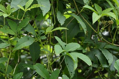 Cissus elongata, photographed by Dinesh Valke