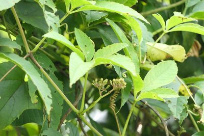 Cissus elongata, photographed by Dinesh Valke