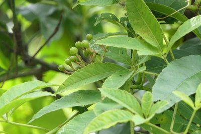 Cissus elongata, photographed by Dinesh Valke