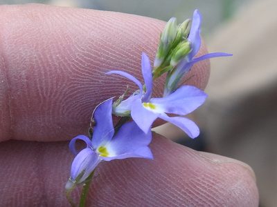 Lobelia berlandieri, photographed by Sam Kieschnick