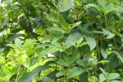 Cissus elongata, photographed by Dinesh Valke