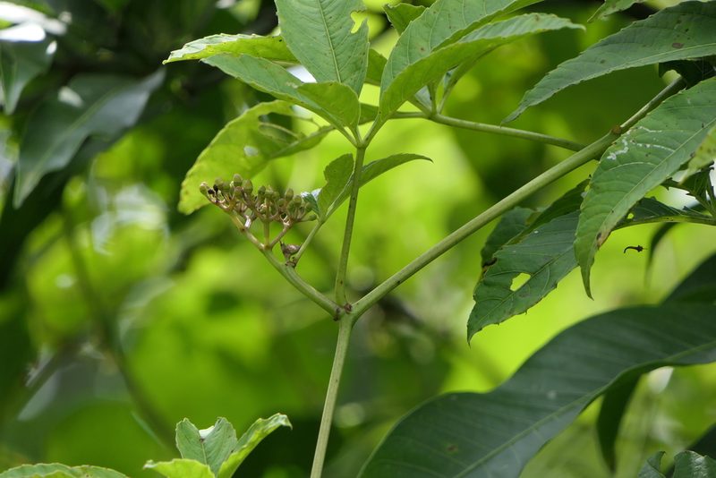 Cissus elongata, photographed by Dinesh Valke