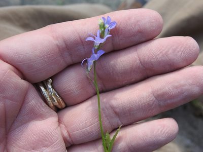 Lobelia berlandieri, photographed by Sam Kieschnick