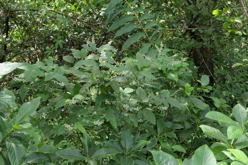 Sohmaea laxiflora, photographed by Dinesh Valke