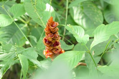 Zingiber neesanum, photographed by Dinesh Valke