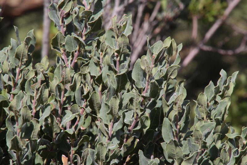 Euclea coriacea, photographed by Tony Rebelo