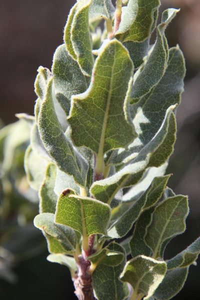 Euclea coriacea, photographed by Tony Rebelo