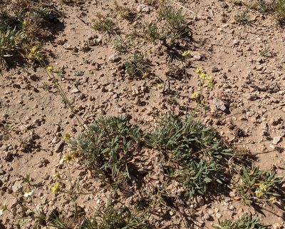 Eriogonum lachnogynum, photographed by Dominic Gentilcore
