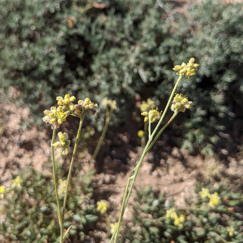 Eriogonum lachnogynum, photographed by Dominic Gentilcore