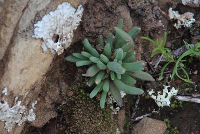 Delosperma lootsbergense, photographed by Tony Rebelo