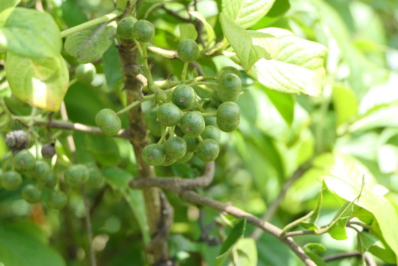 Pavetta crassicaulis, photographed by Dinesh Valke
