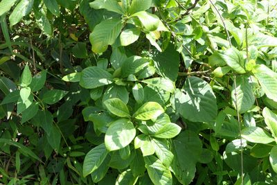 Pavetta crassicaulis, photographed by Dinesh Valke