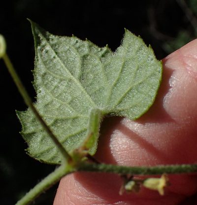 Zehneria scabra, photographed by Nicola van Berkel