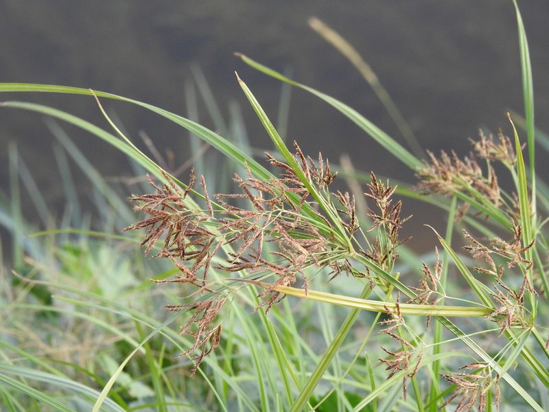 Cyperus longus, photographed by Duarte Frade