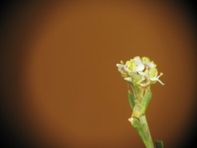 Lepidium graminifolium, photographed by Yves Bas