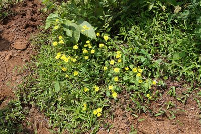 Senecio bombayensis, photographed by Dinesh Valke