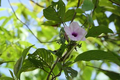 Argyreia elliptica, photographed by Dinesh Valke