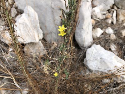 Lactuca viminea, photographed by Pavel Kacl