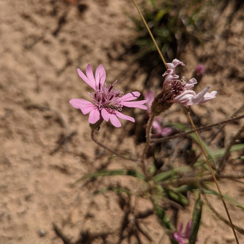 Palafoxia sphacelata, photographed by Dominic Gentilcore